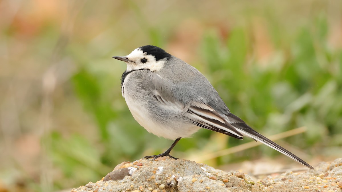 White Wagtail - ML613942697