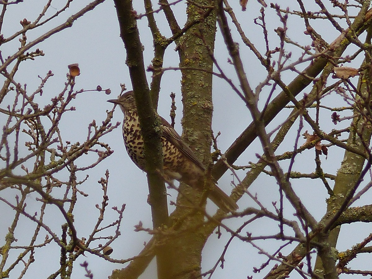 drozd brávník - ML613942707