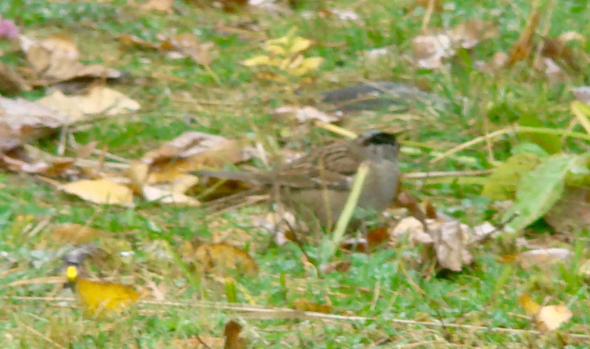 Bruant à couronne dorée - ML613942709