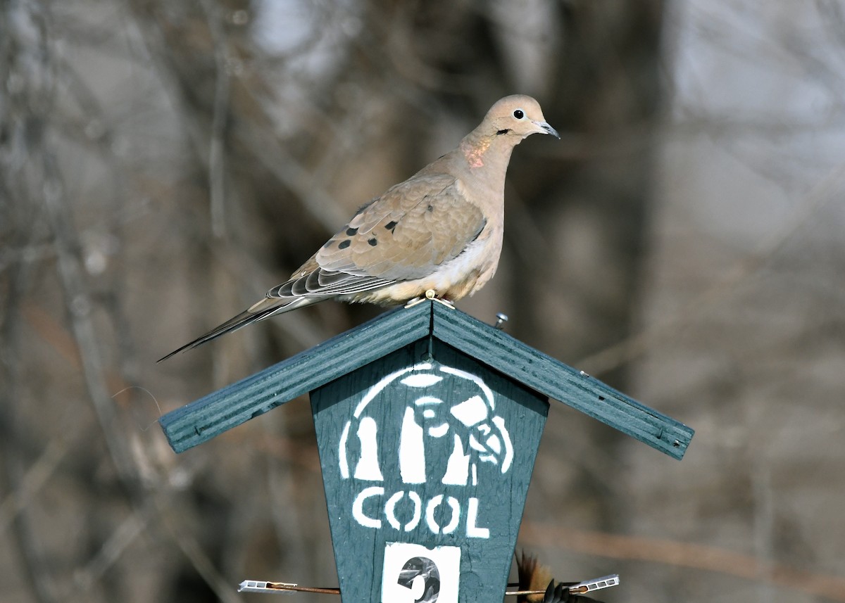 Mourning Dove - jean pierre machet