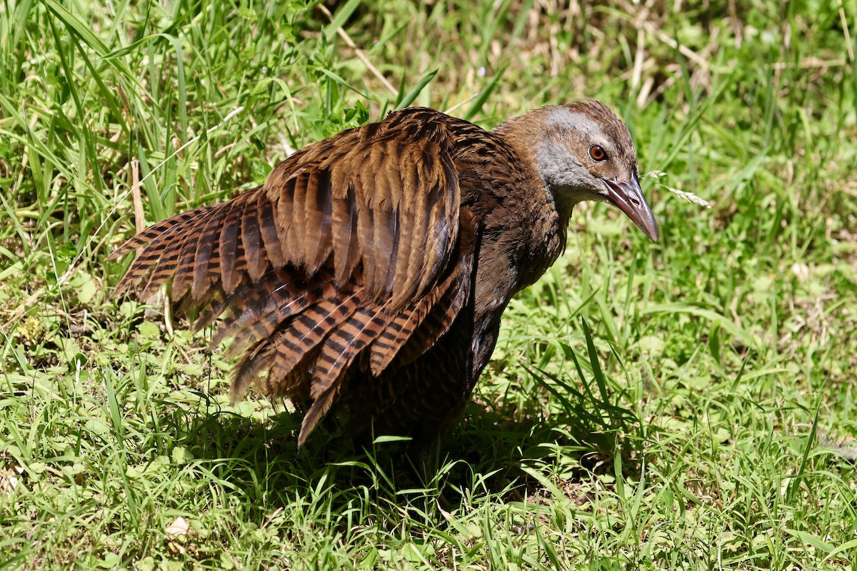 Rascón Weka - ML613942857