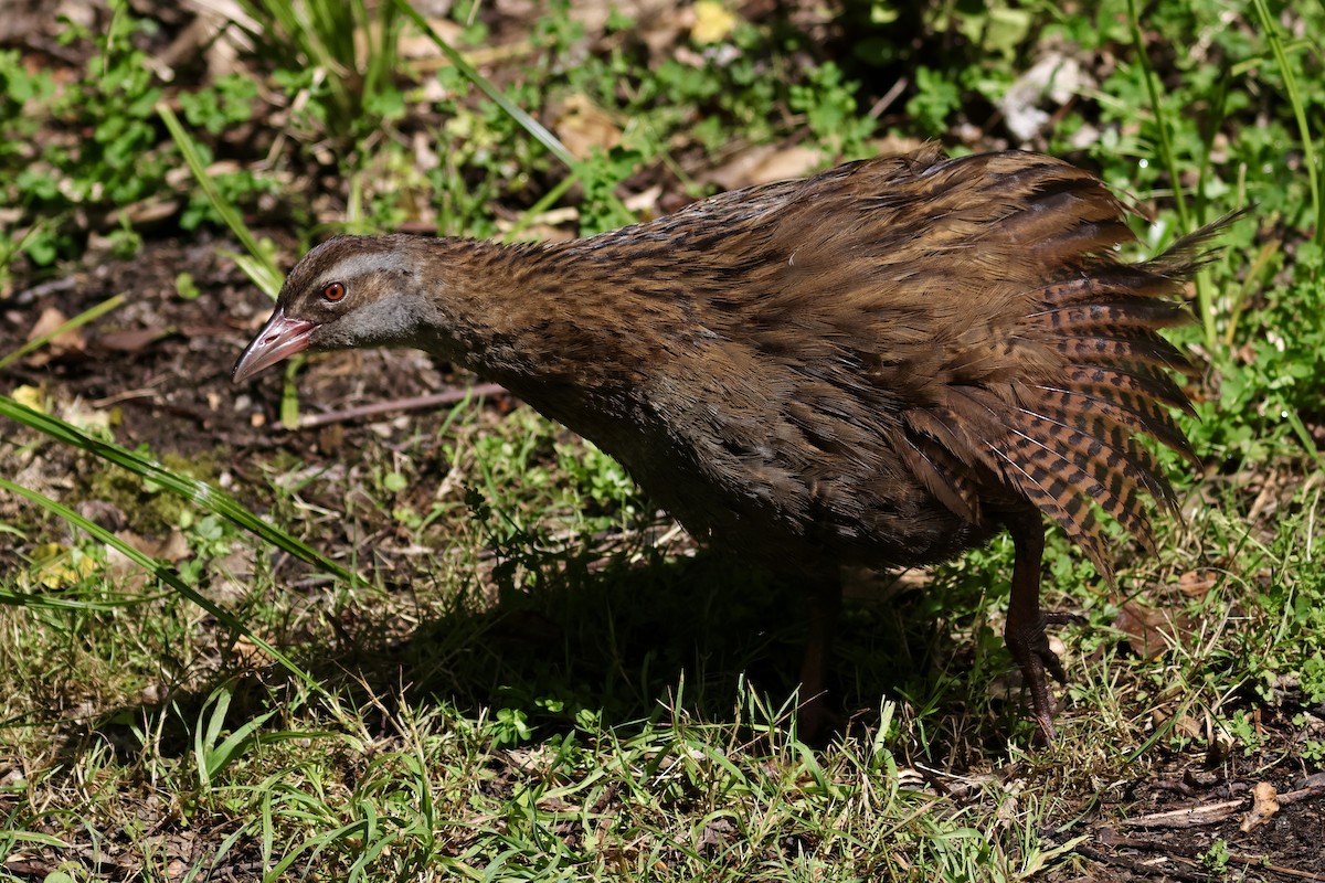 chřástal weka - ML613942859