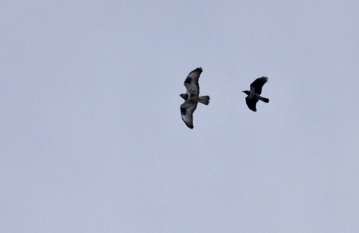 Rough-legged Hawk - Victor Botnaru