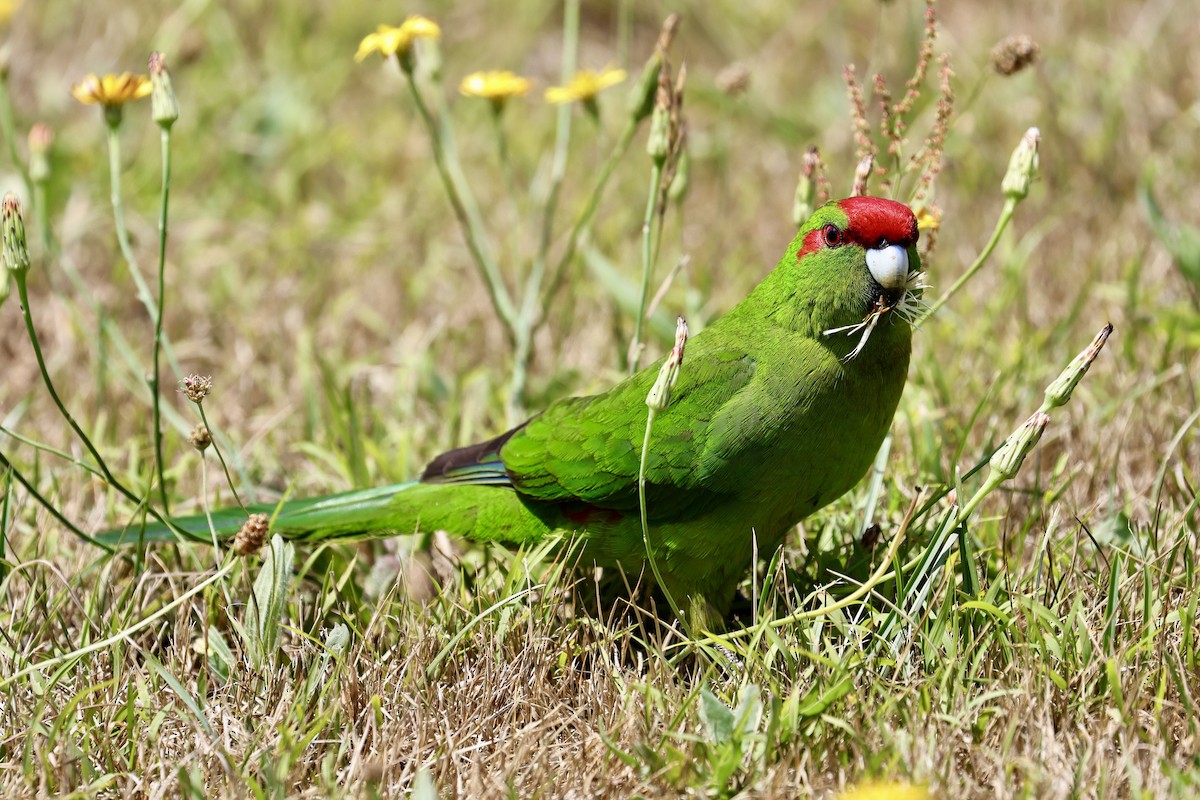 Red-crowned Parakeet - ML613942896