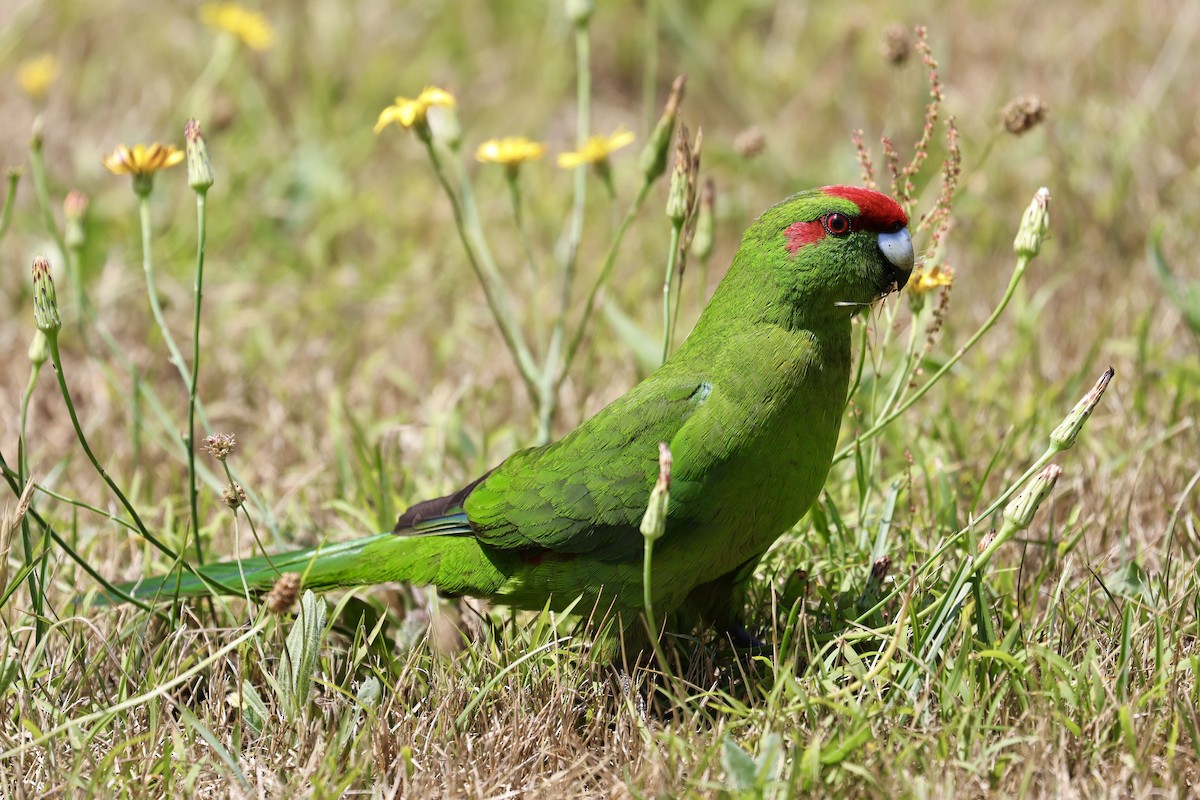Red-crowned Parakeet - ML613942897