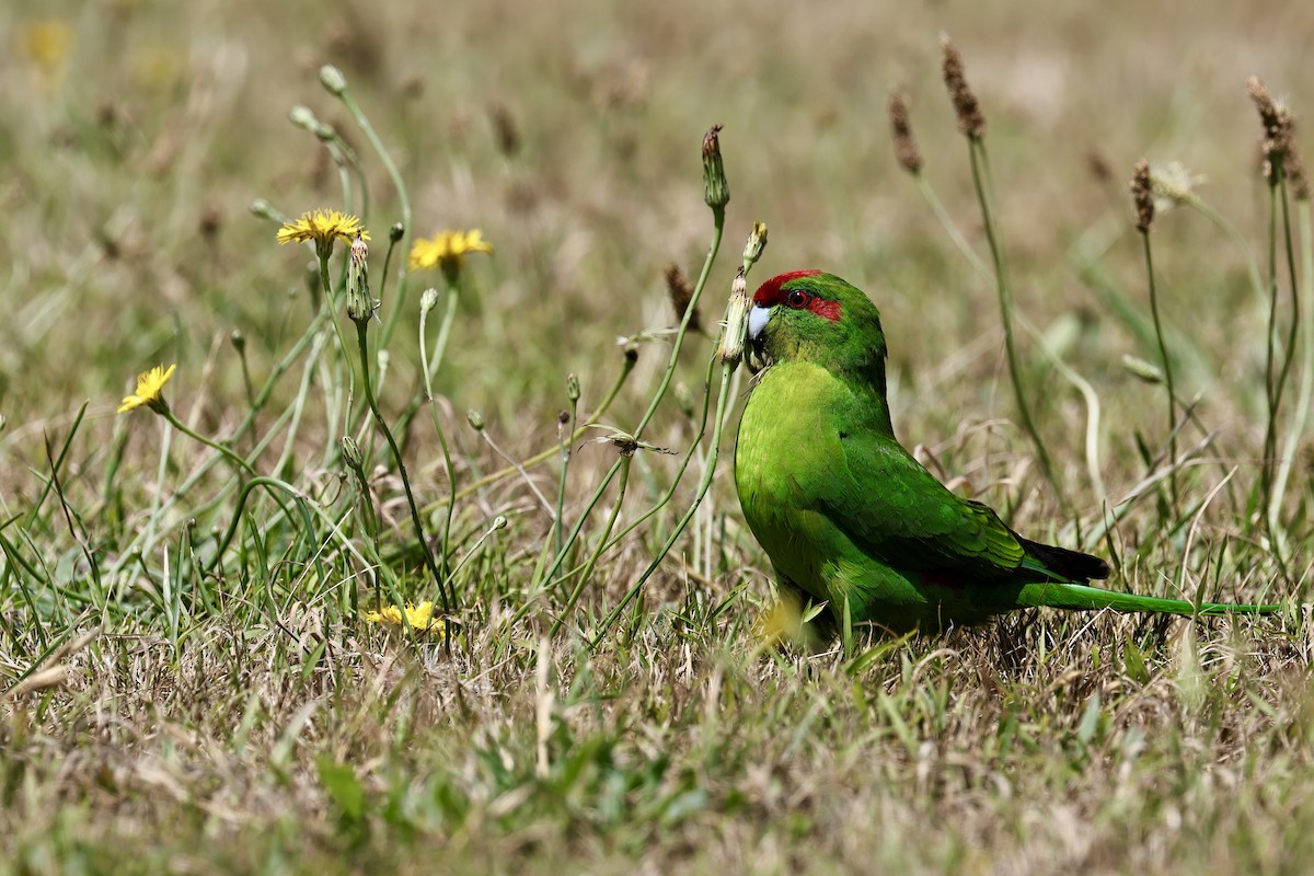 Red-crowned Parakeet - ML613942900