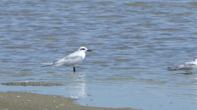 Gull-billed Tern - ML613942901