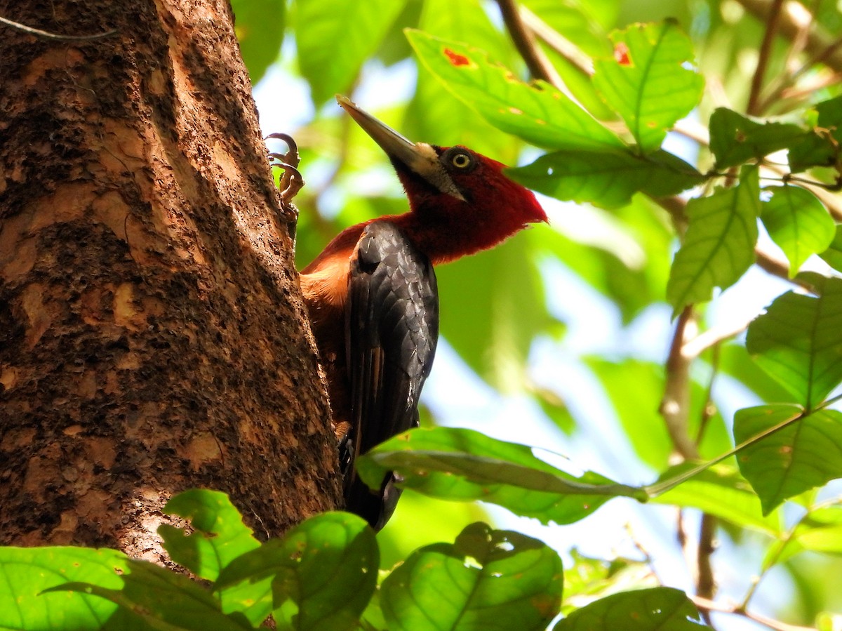 Red-necked Woodpecker - Martin Rheinheimer