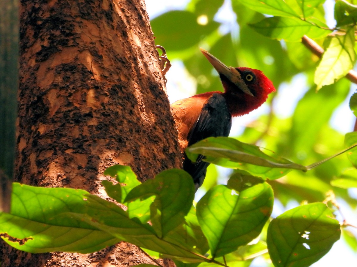 Red-necked Woodpecker - Martin Rheinheimer