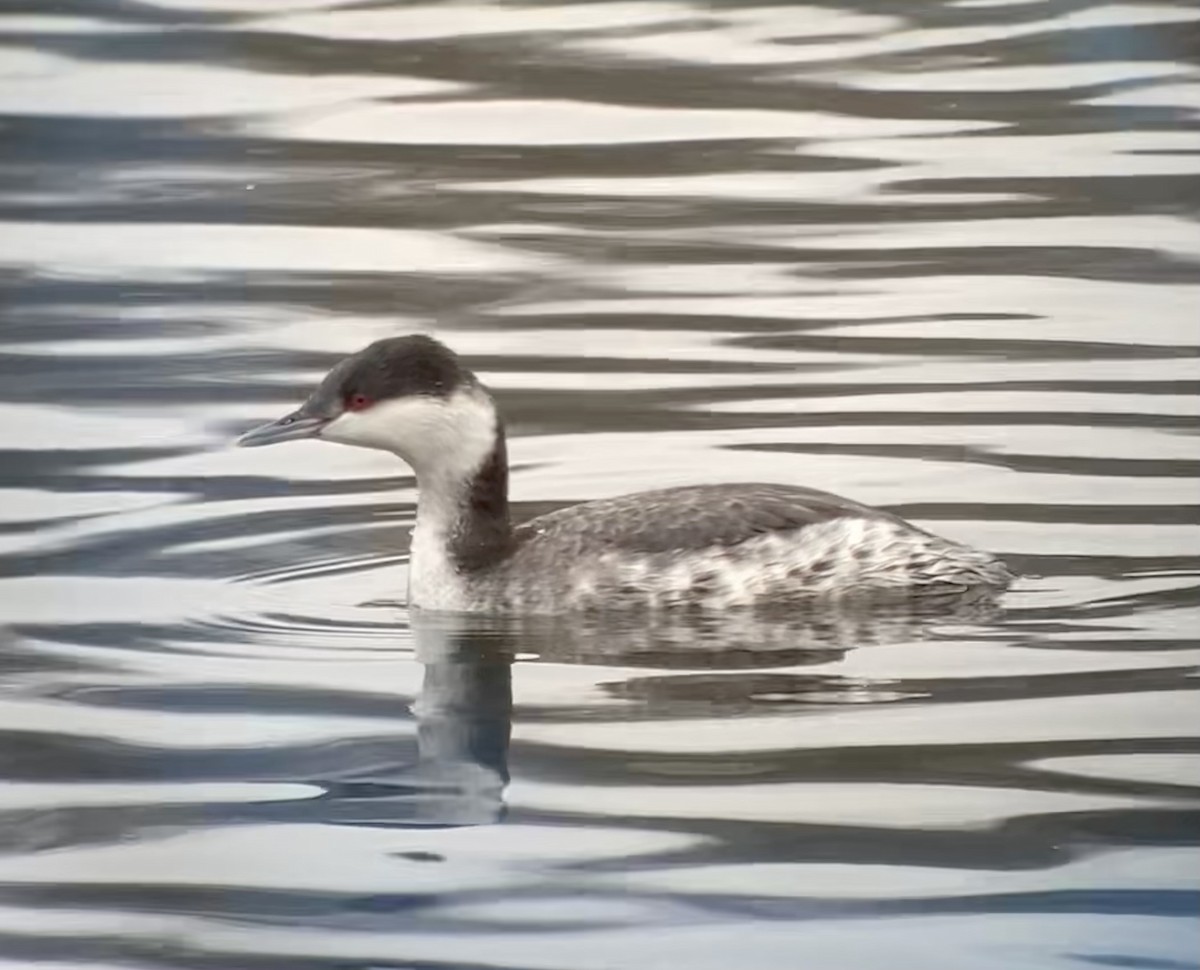 Horned Grebe - ML613942941