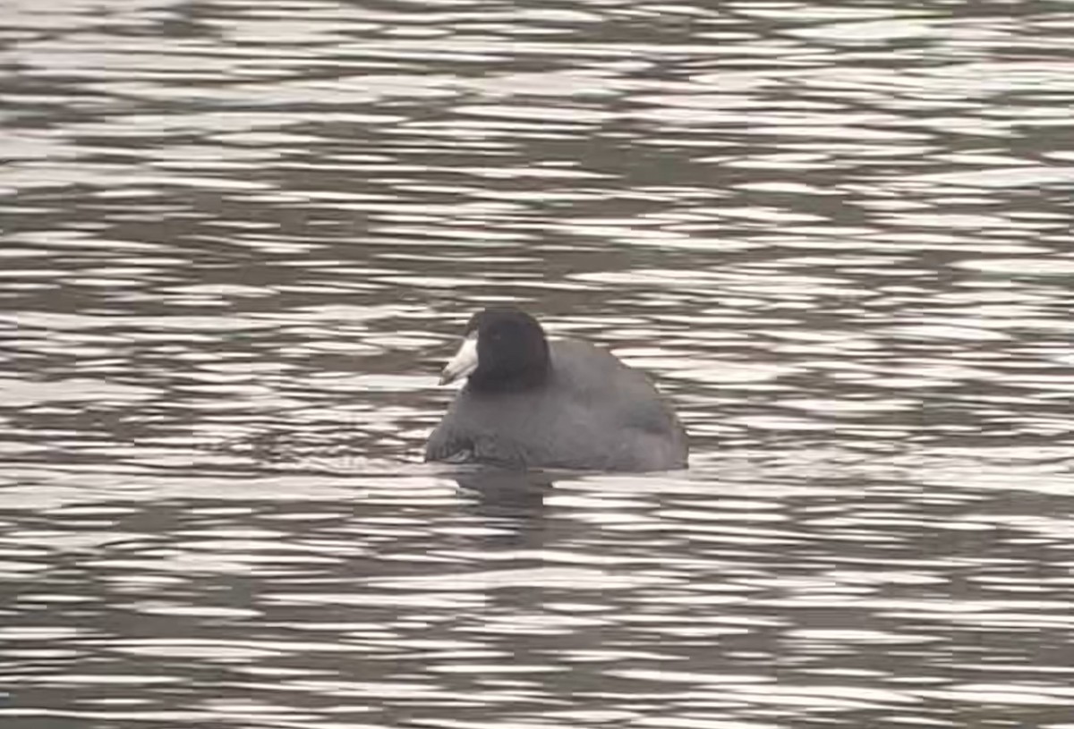 American Coot - Jonathan DeBalko