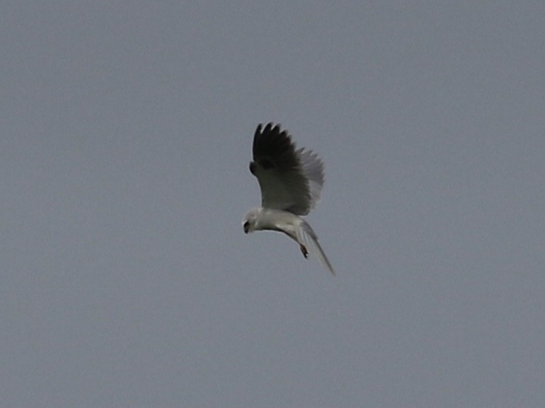 White-tailed Kite - ML613942966