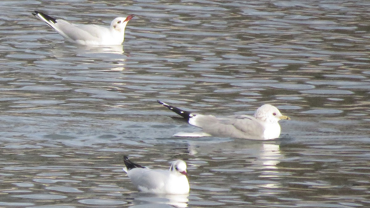 Common Gull (Russian) - ML613942969