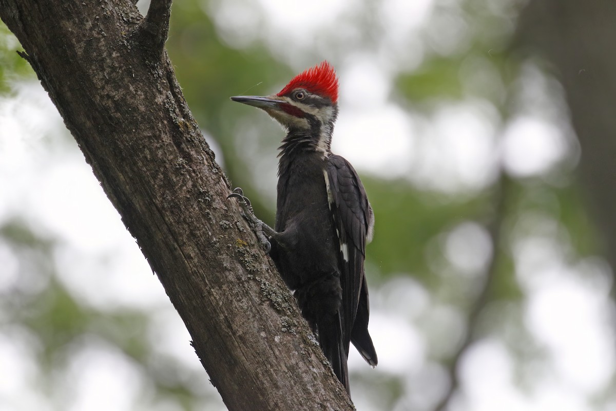 Pileated Woodpecker - ML613943005