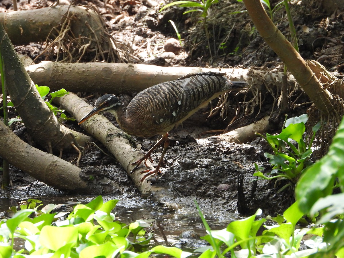 Sunbittern - ML613943070