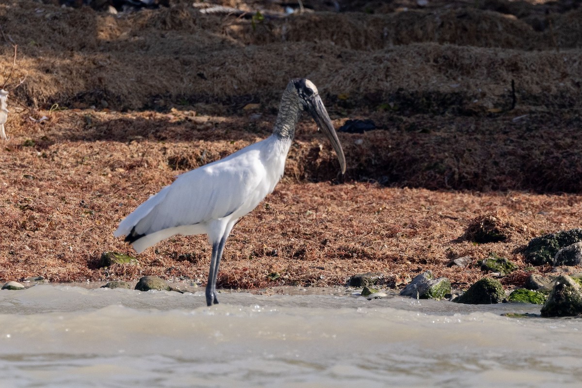 Wood Stork - ML613943193