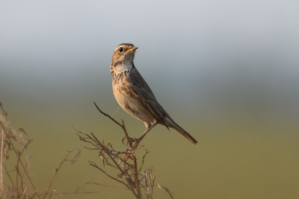 Bluethroat - ML613943247