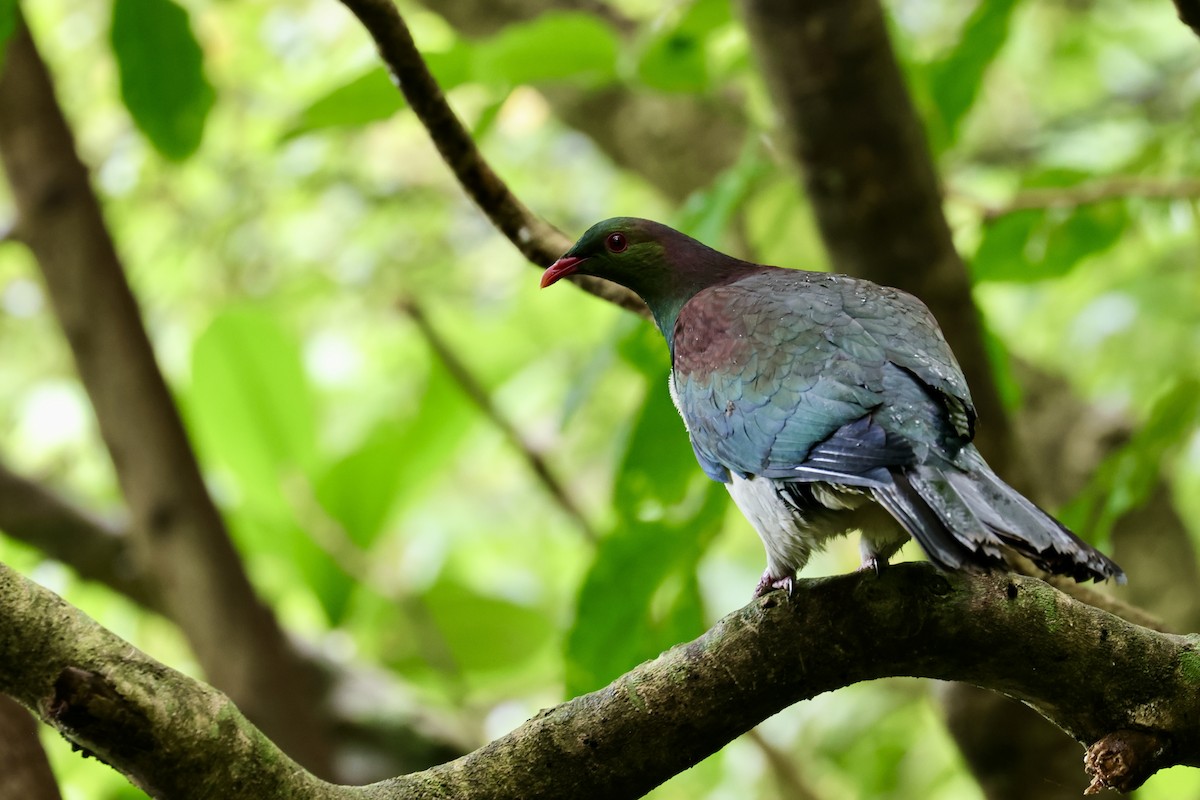 New Zealand Pigeon - ML613943251