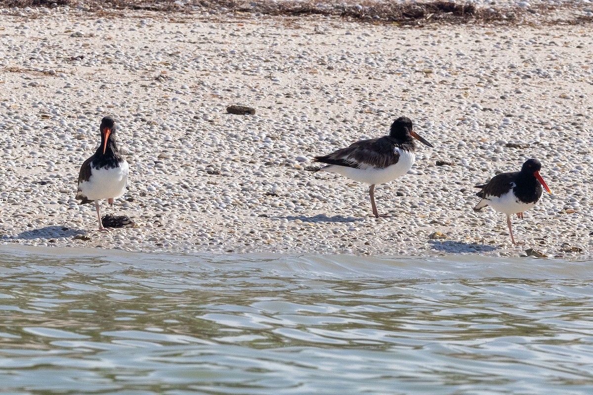 American Oystercatcher - ML613943255