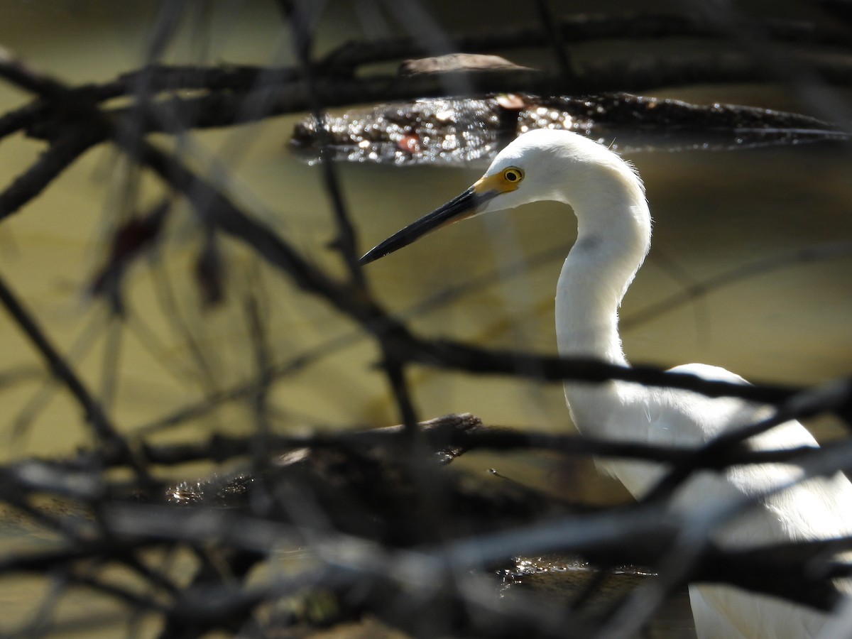 Snowy Egret - Martin Rheinheimer