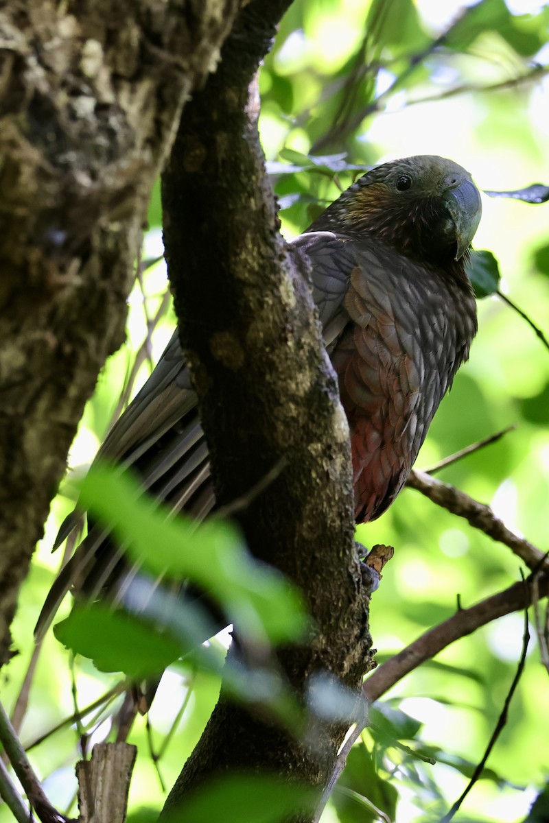 New Zealand Kaka - ML613943280