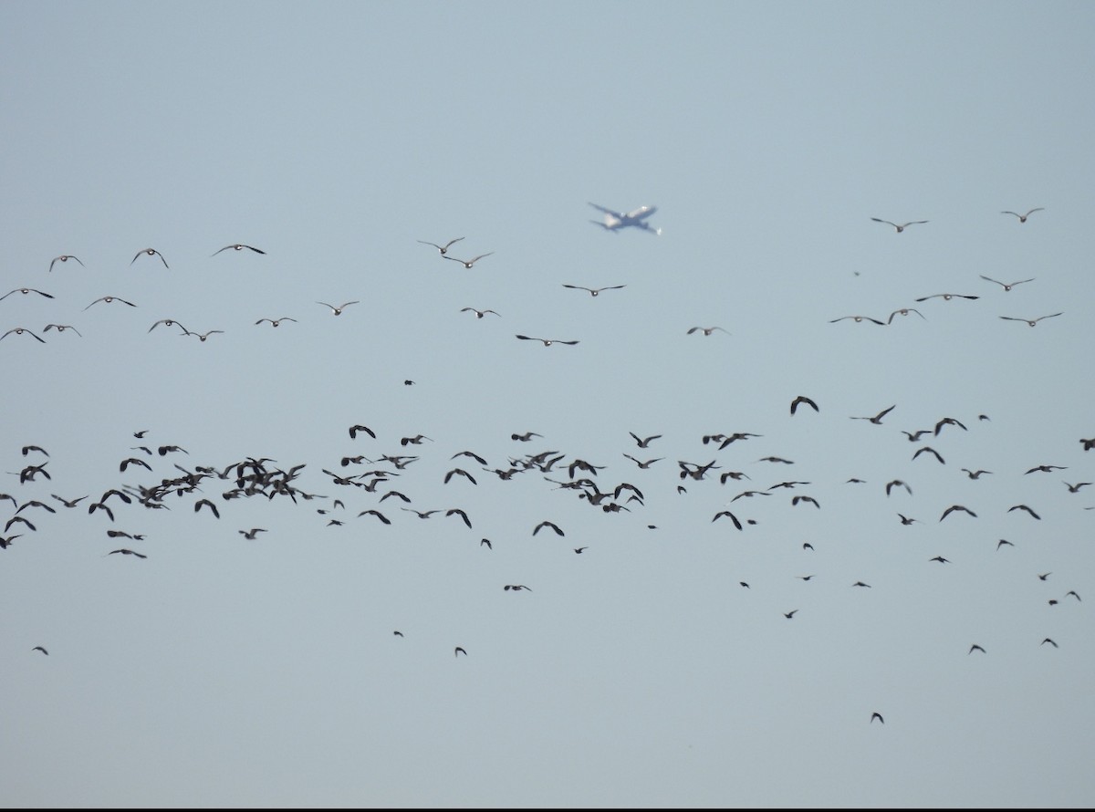 Northern Lapwing - ML613943288