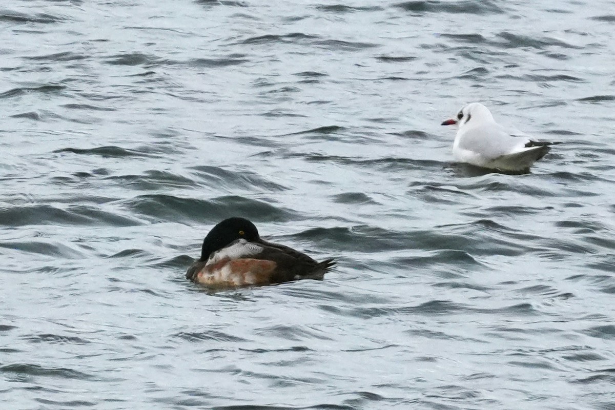 Greater Scaup - ML613943318