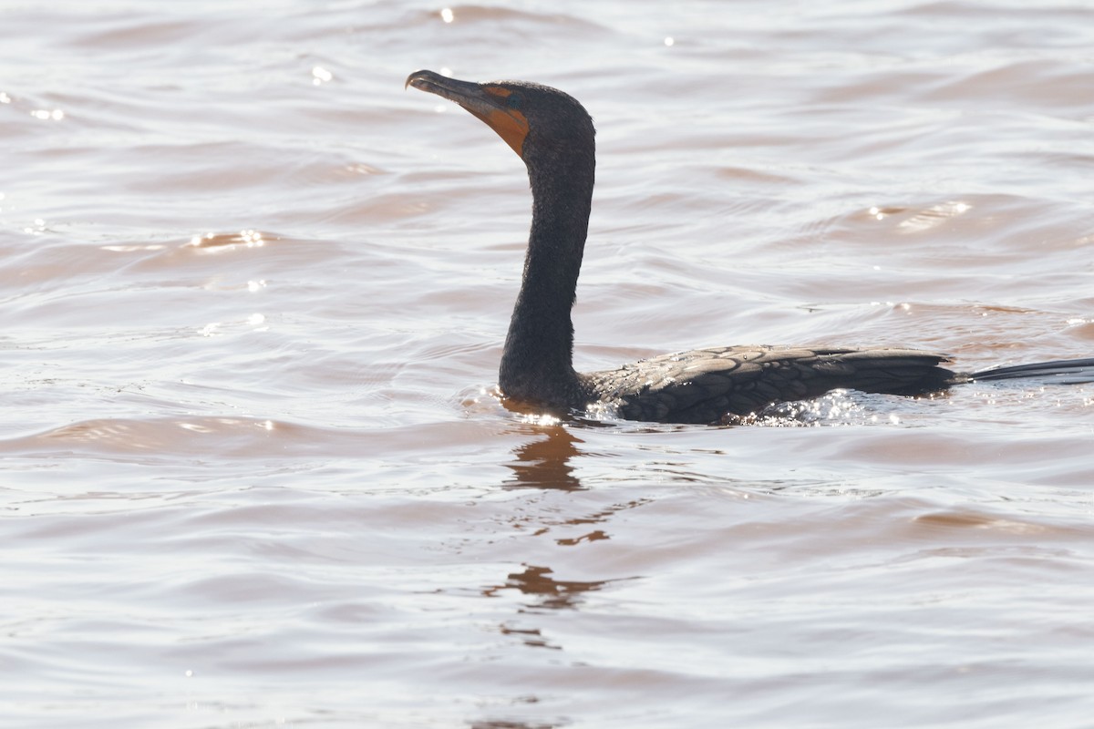 Double-crested Cormorant - ML613943341