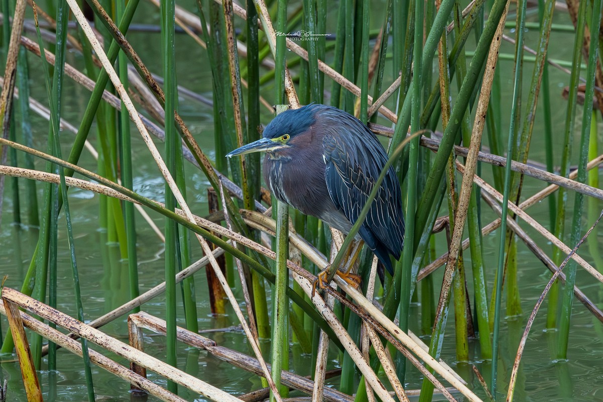 Green Heron - ML613943369