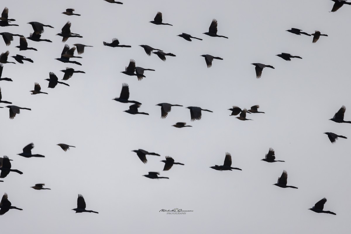 Great-tailed Grackle - ML613943407