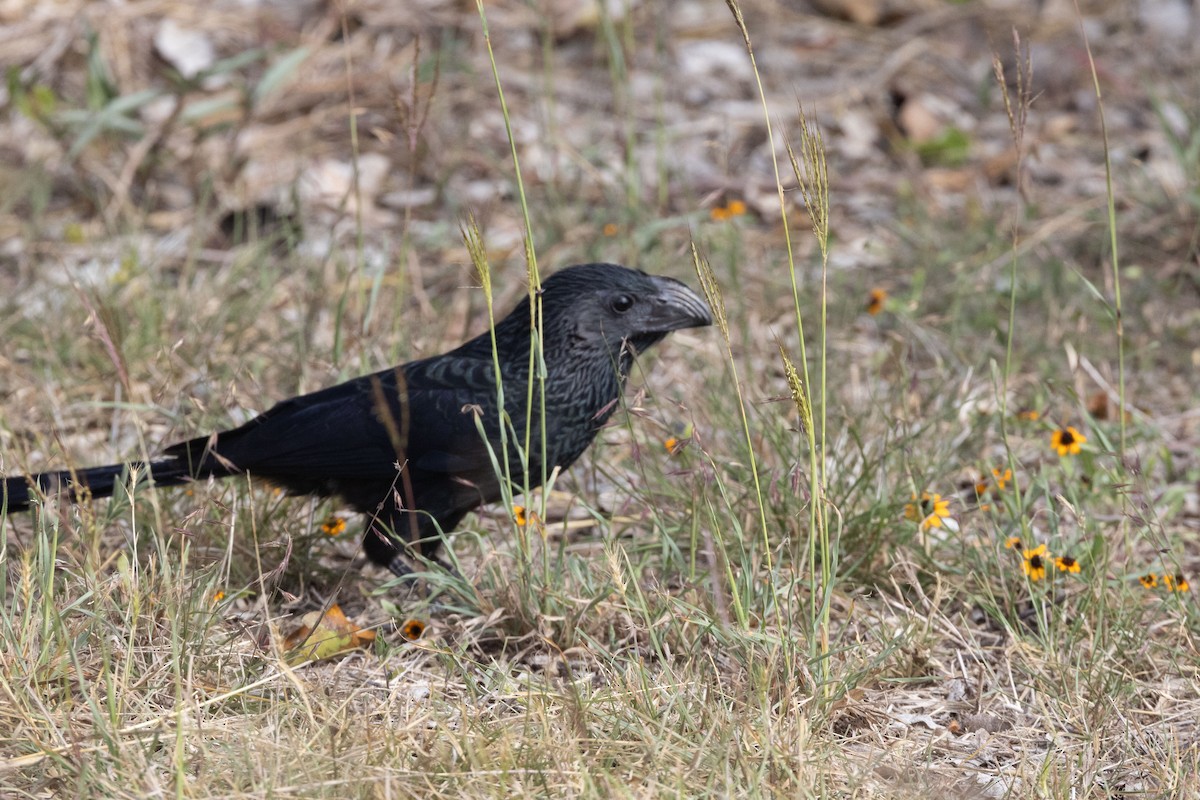 Groove-billed Ani - ML613943456