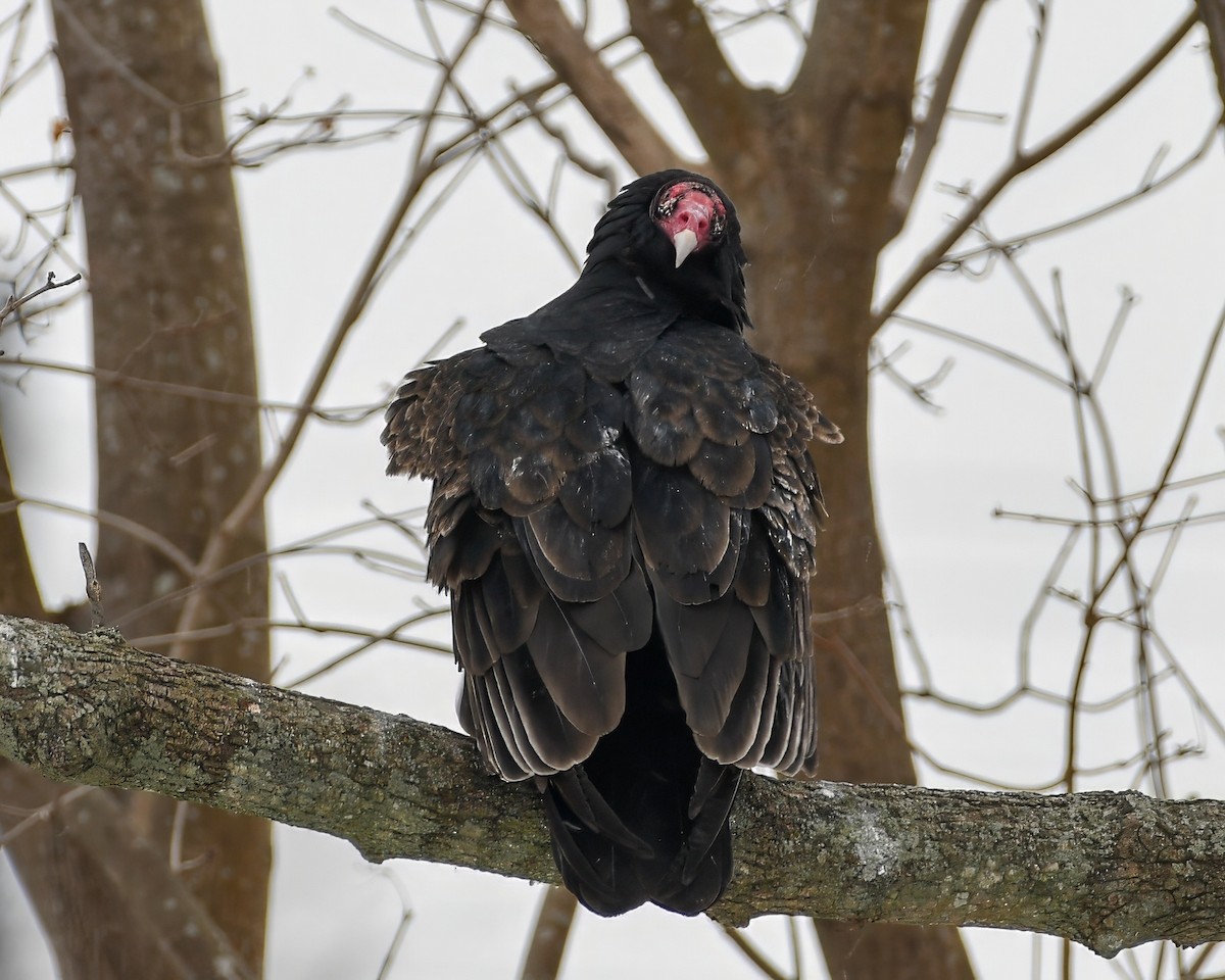 Turkey Vulture - ML613943475