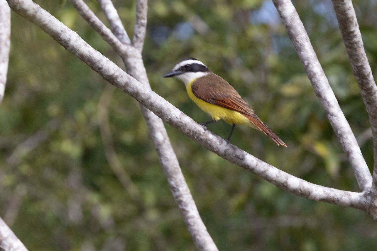 Great Kiskadee - ML613943493