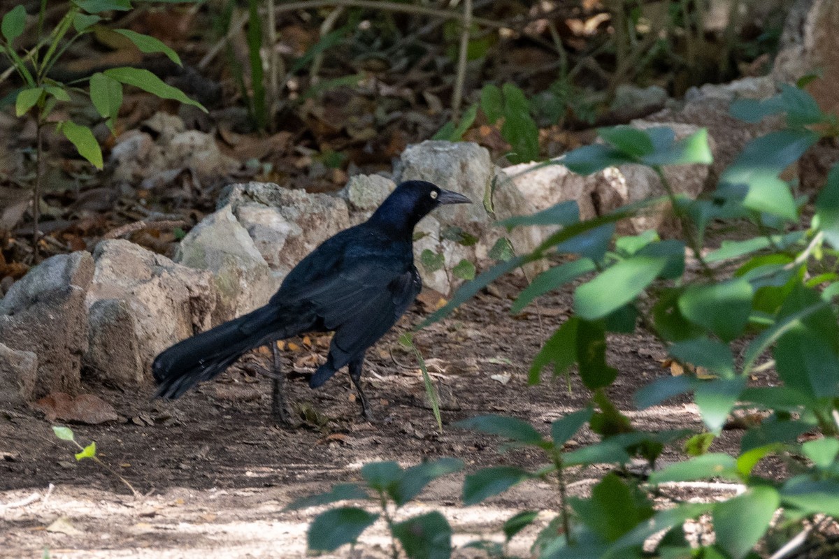 Great-tailed Grackle - ML613943649