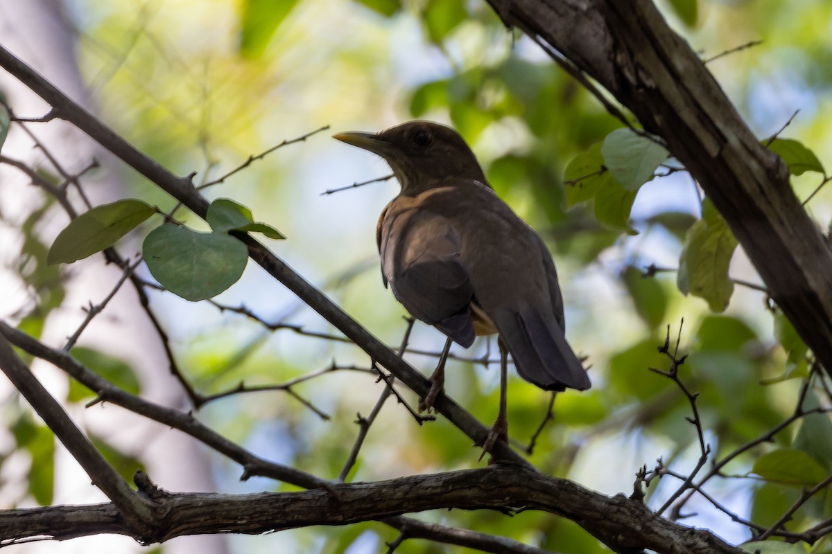 Clay-colored Thrush - ML613943660