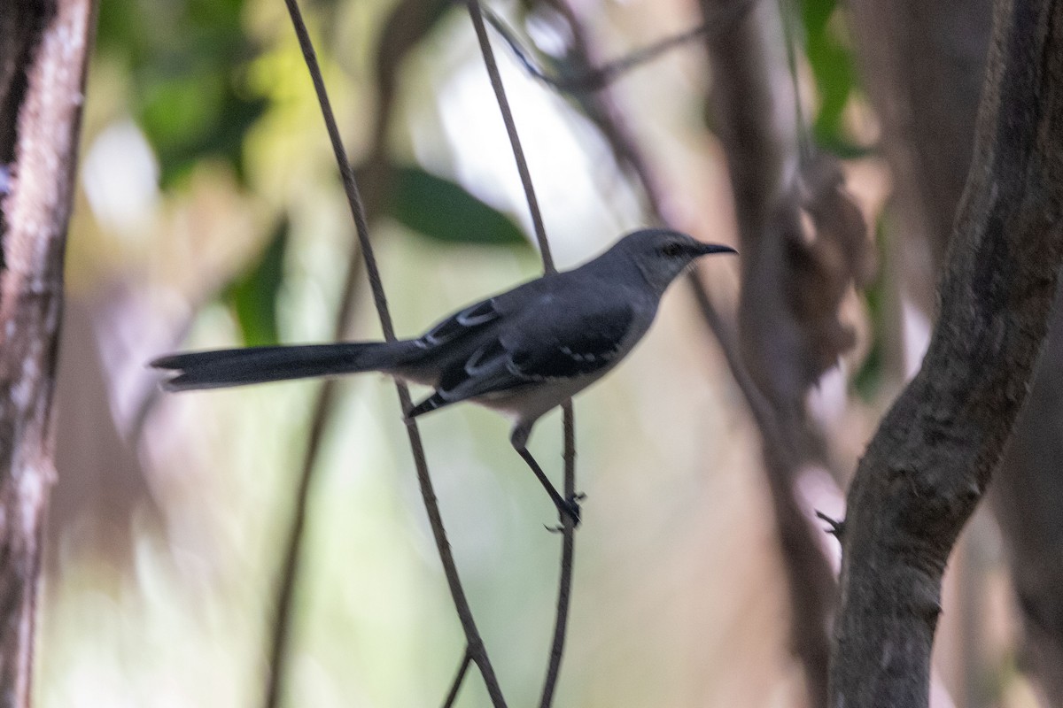 Tropical Mockingbird - ML613943664