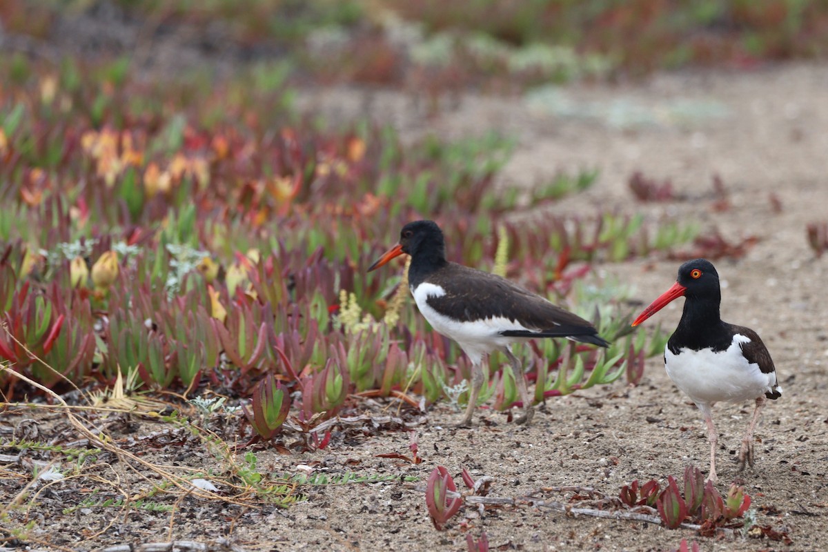 American Oystercatcher - Ignacio Díaz Alfaro