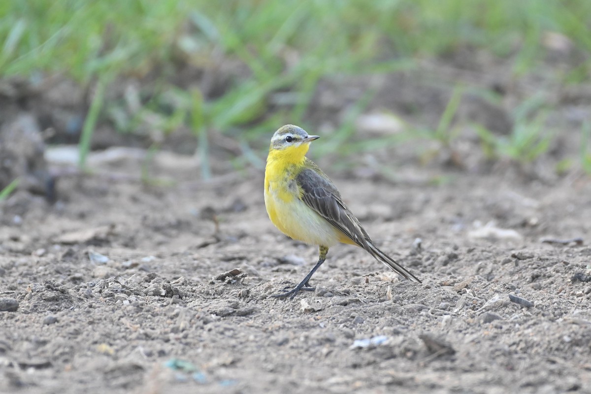 Western Yellow Wagtail (beema) - ML613943723