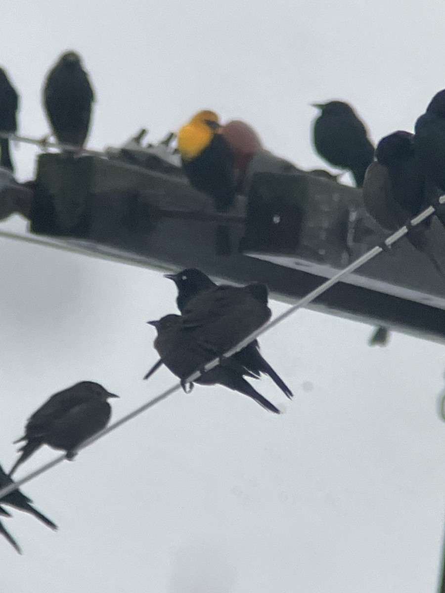 Yellow-headed Blackbird - ML613943727