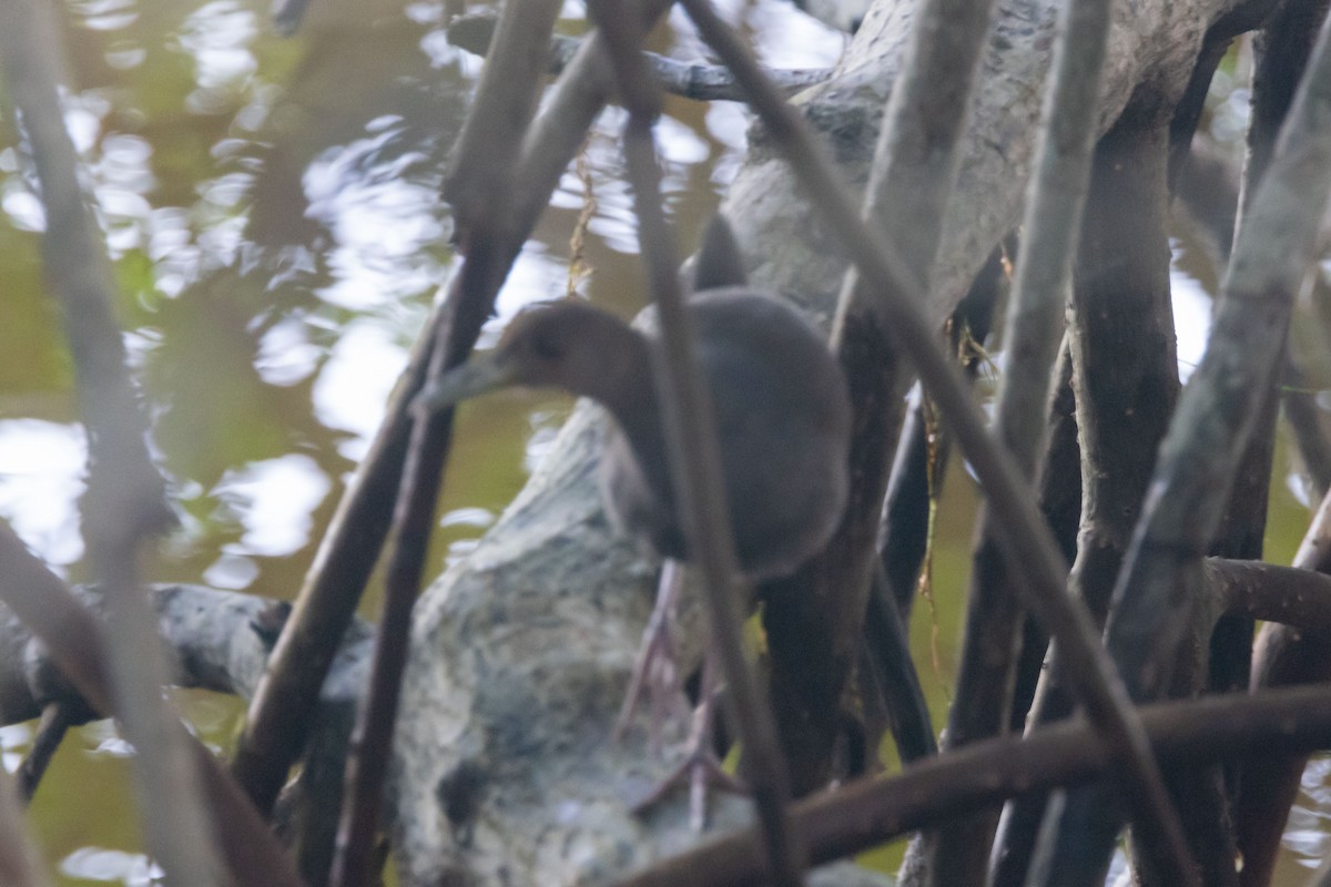 Rufous-necked Wood-Rail - Ken Chamberlain