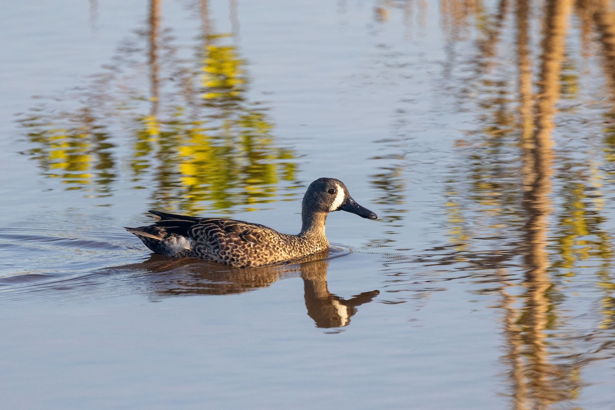 Blue-winged Teal - ML613943767