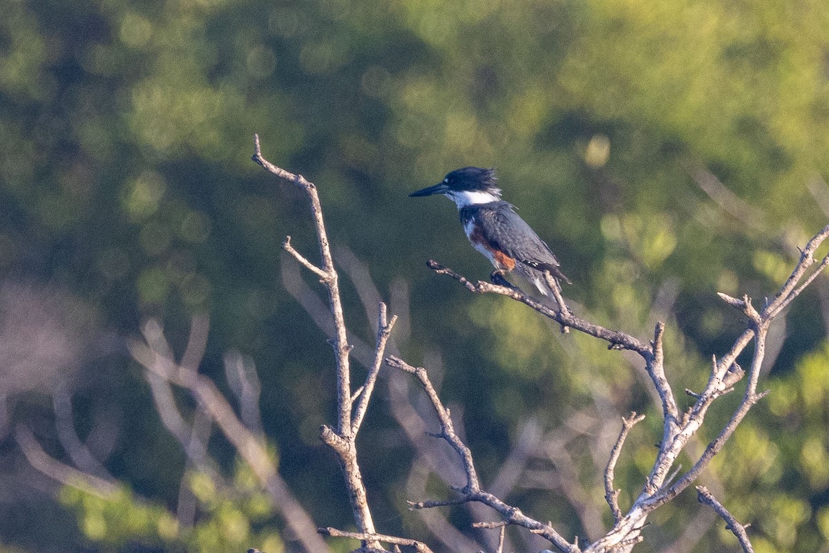 Belted Kingfisher - ML613943799