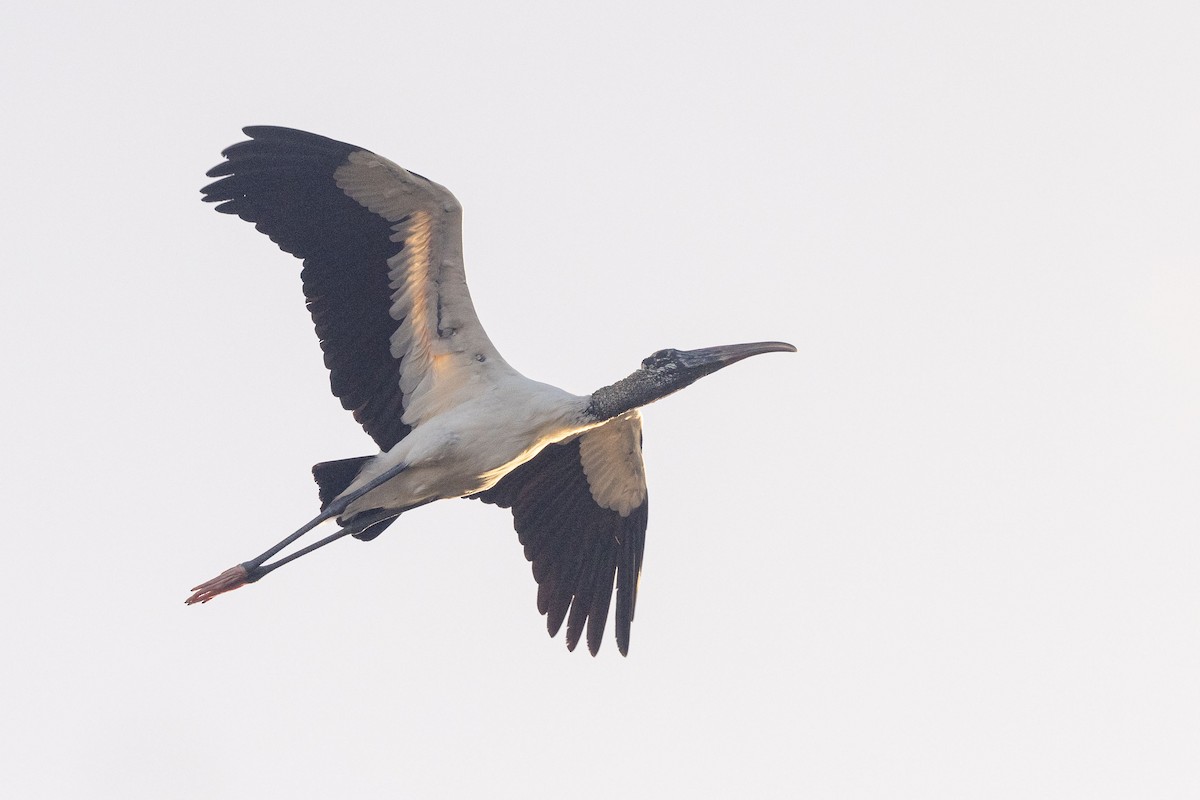 Wood Stork - ML613943810