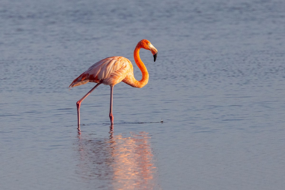 American Flamingo - ML613943815