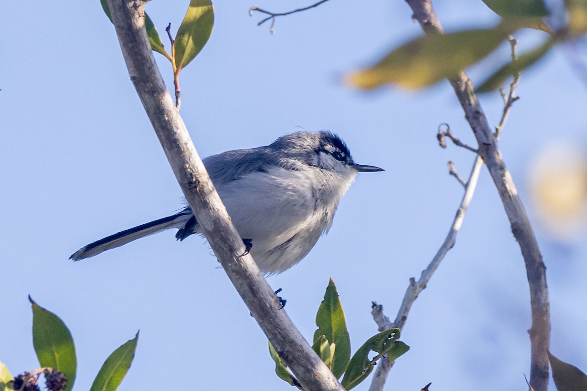 Yucatan Gnatcatcher - ML613943818