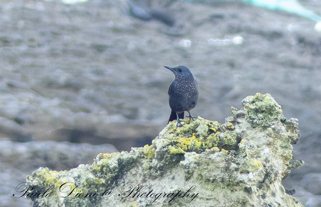 Blue Rock-Thrush - ML613943834