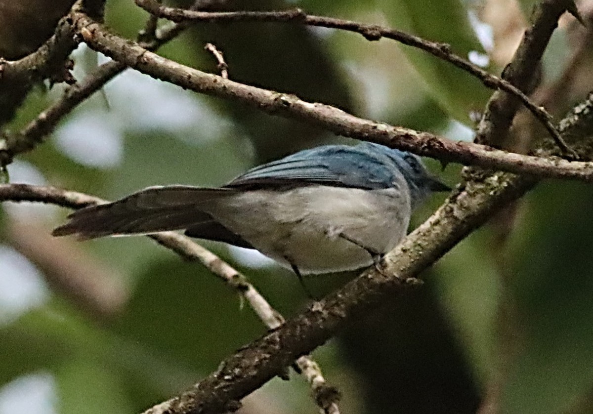 African Blue Flycatcher - ML613943950