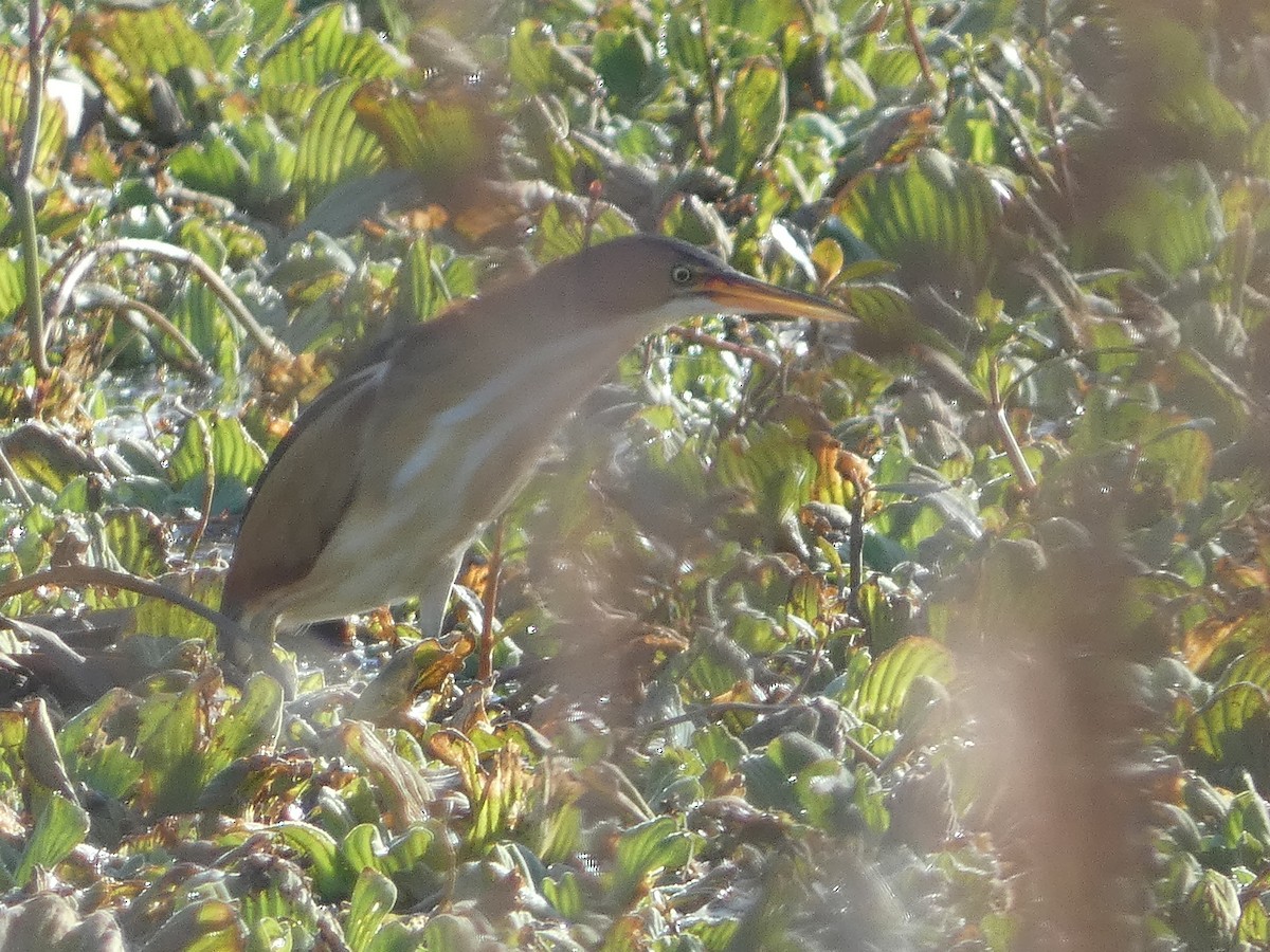 Least Bittern - Craig Van Boskirk