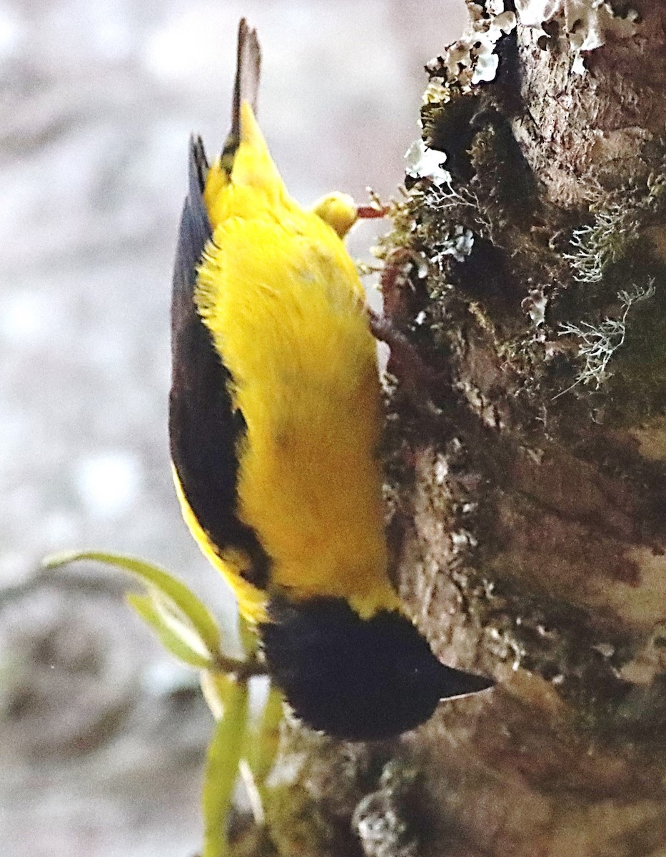 Brown-capped Weaver - Michael Mosebo Jensen