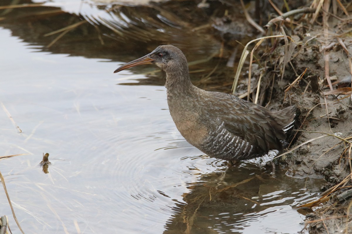 Clapper Rail - ML613944037